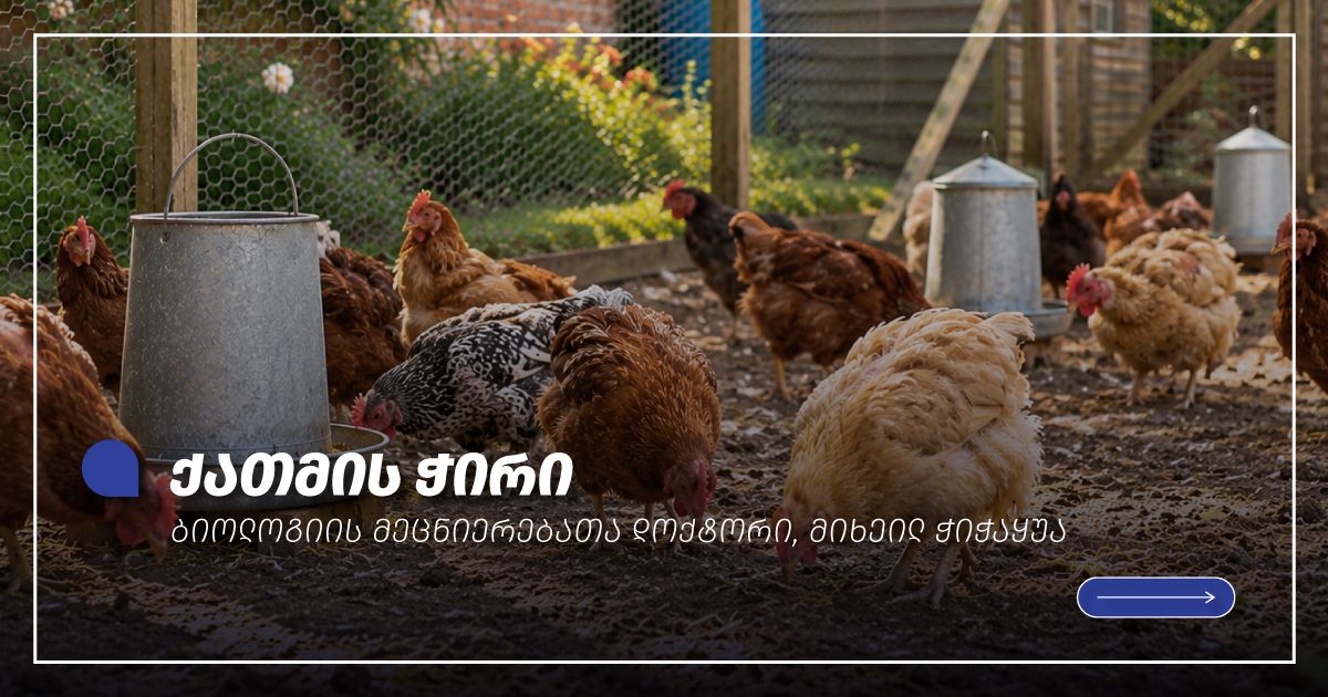 ქათმის ჭირი