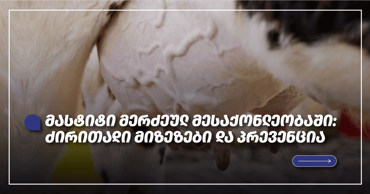 Mastitis in Dairy Cattle: Main Causes and Prevention