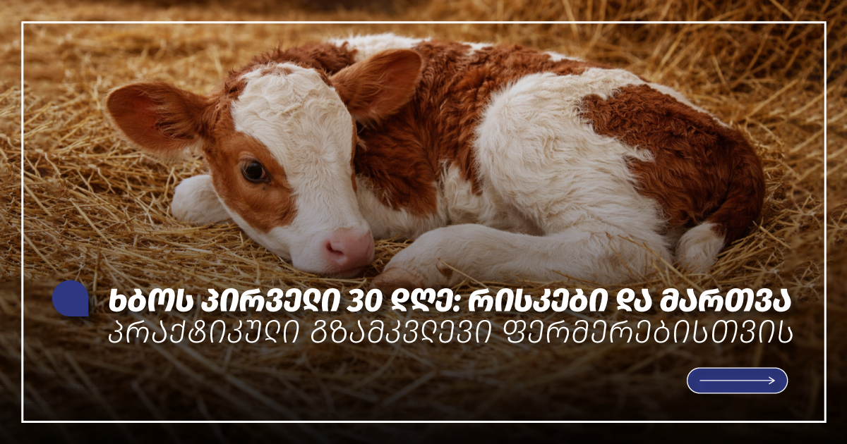 ხბოს პირველი 30 დღე: რისკები და მართვა